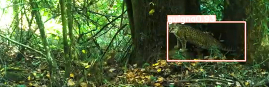 Imagen de Análisis con IA de imágenes de fotomonitoreo para identificación y catastro de fauna nativa